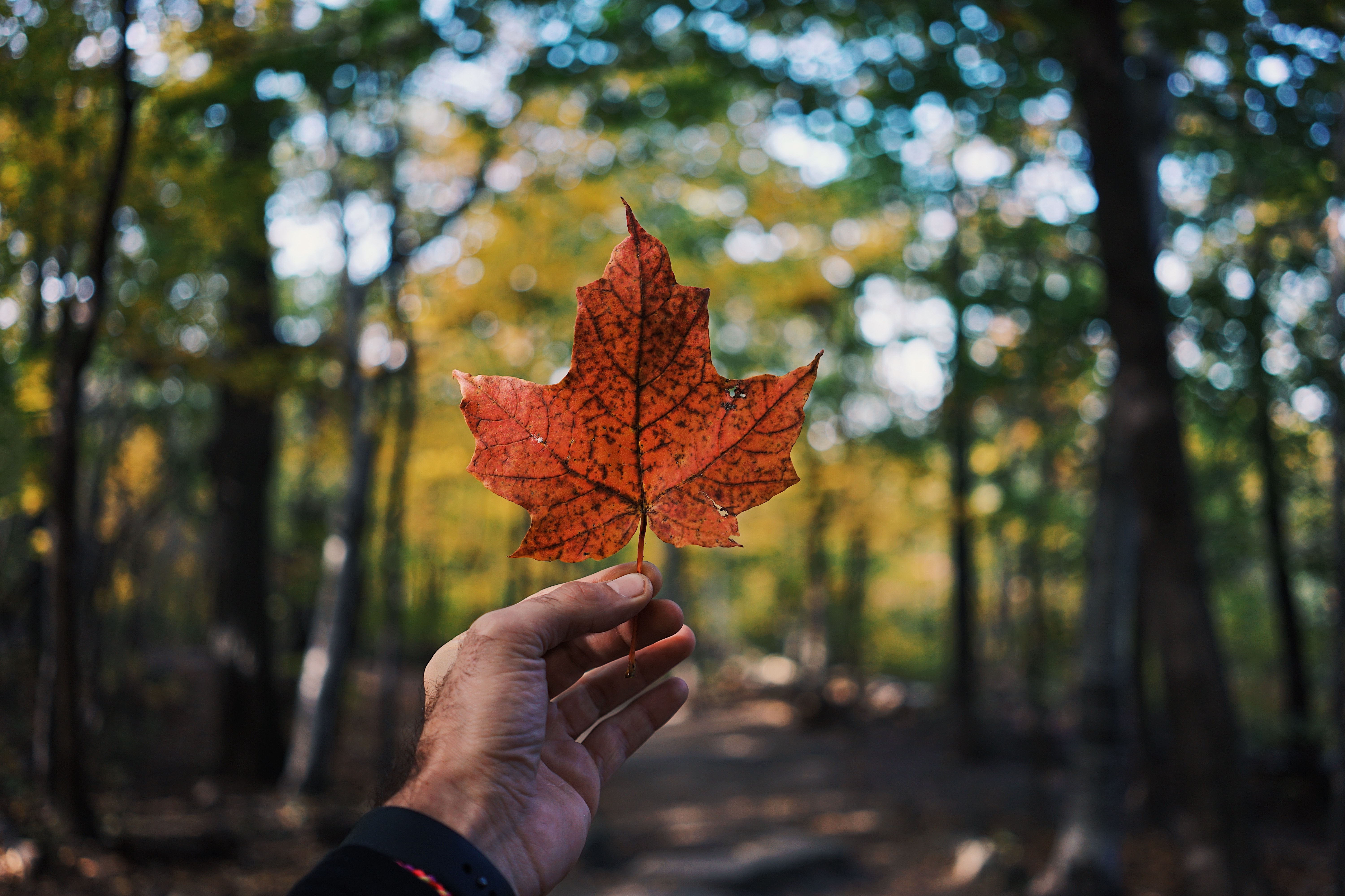 Why Canada cant reach potential